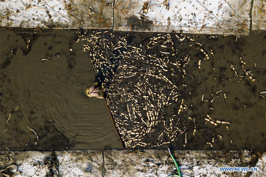 CHINA-HEBEI-BAIYANGDIAN-LOTUS ROOTS (CN)