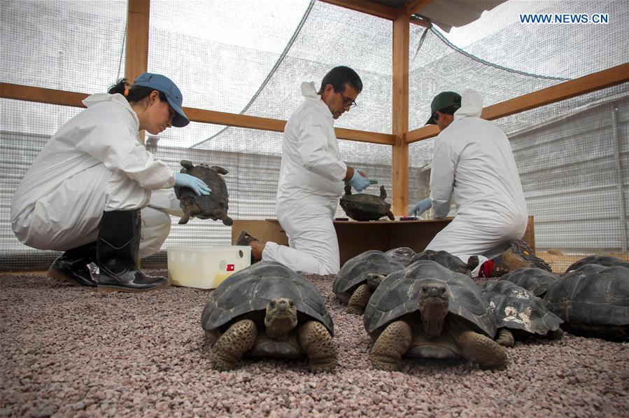 ECUADOR-BALTRA ISLAND-PERU-GIANT TORTOISES