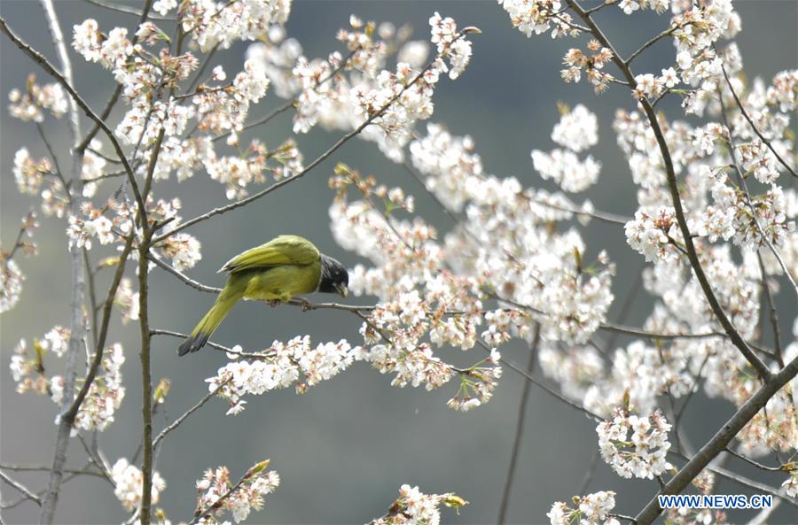 #CHINA-SPRING-BIRD (CN)