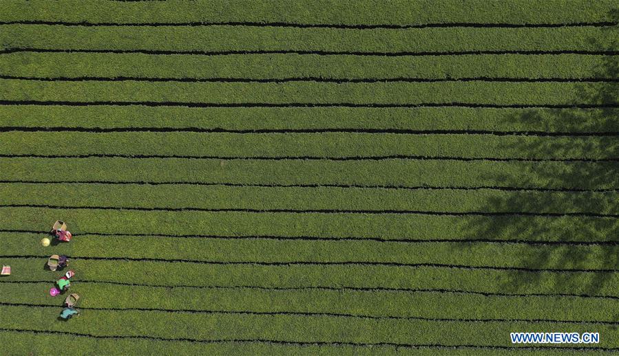 #CHINA-HUBEI-LICHUAN BLACK TEA (CN)