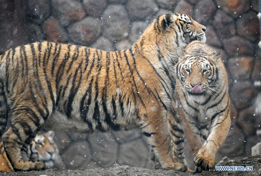 CHINA-HEILONGJIANG-SNOW-SIBERIAN TIGERS (CN)