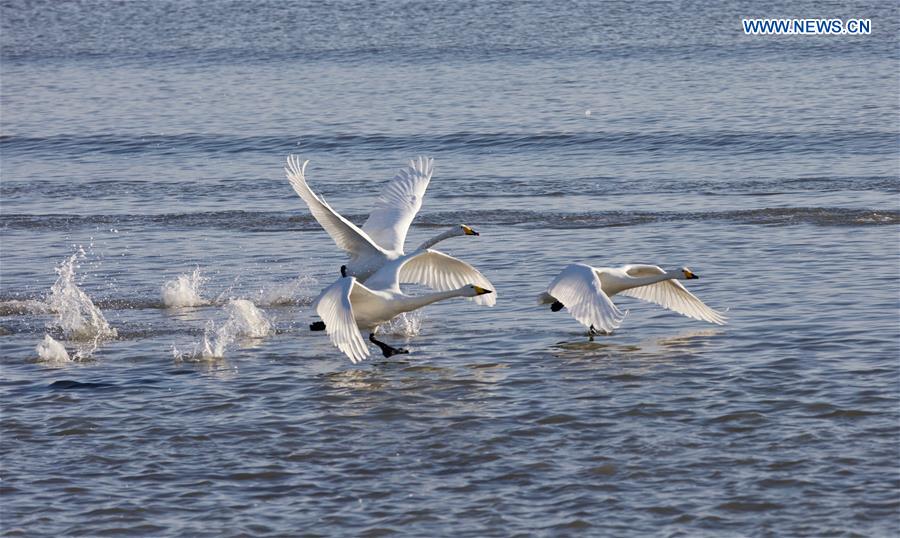 CHINA-SHANDONG-RONGCHENG-WHOOPER SWANS (CN)