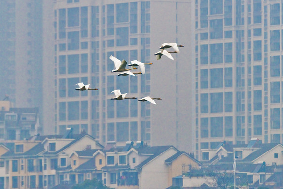 江西經(jīng)濟(jì)轉(zhuǎn)型求變：注入生態(tài)、創(chuàng)新、智能多重因子