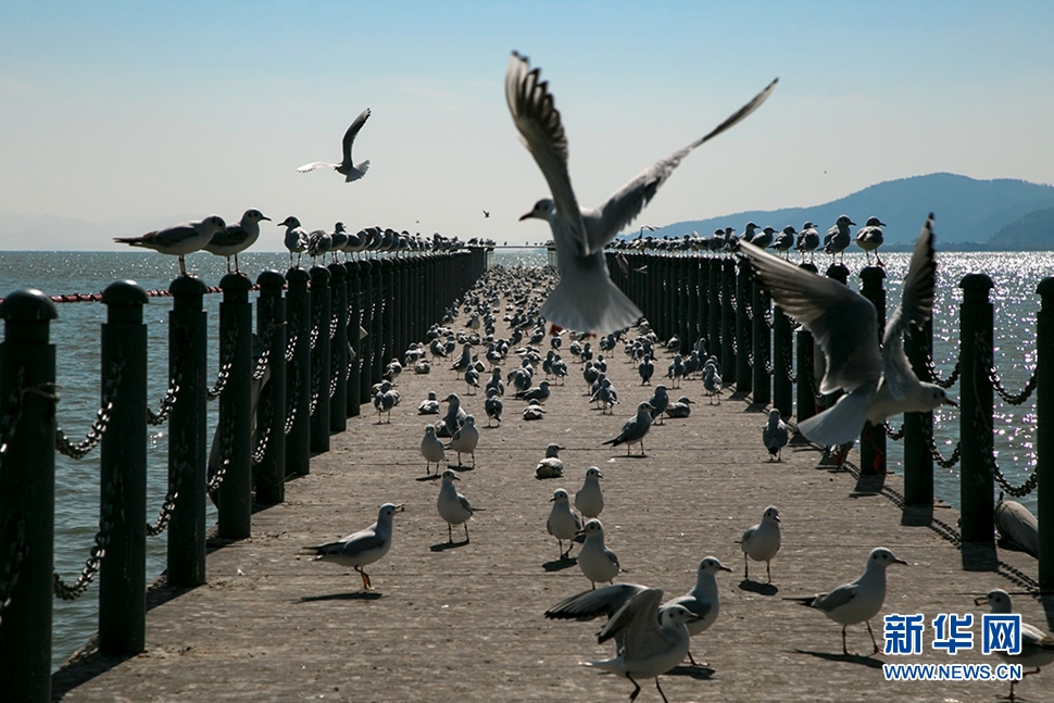 去昆明看紅嘴鷗
