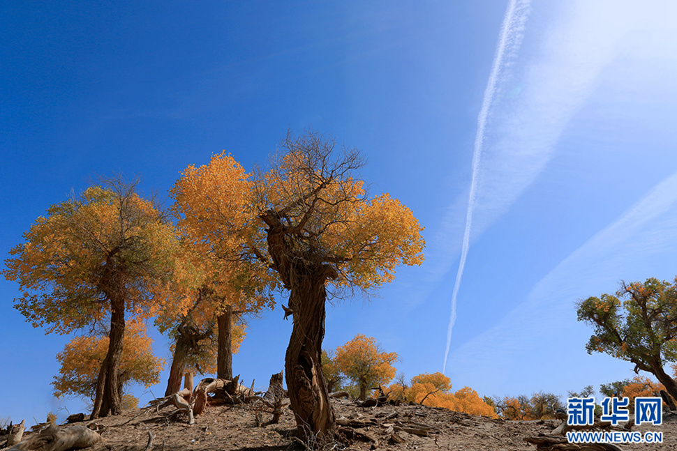 額濟納——秋天最美的童話