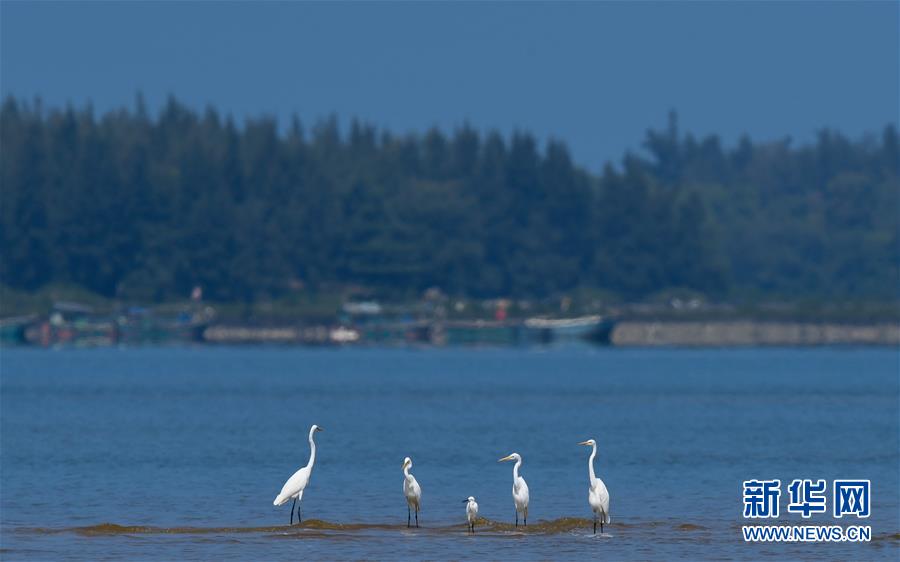 （環境）（1）海南儋州：光村銀灘候鳥飛