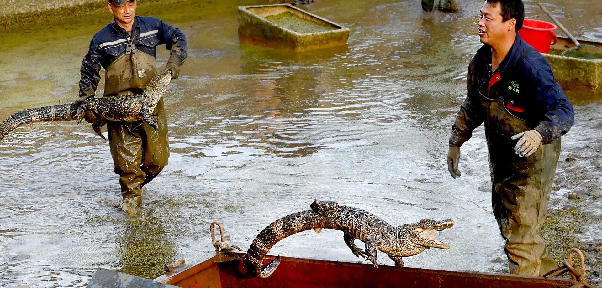 【顯影中國】&ldquo;活化石&rdquo;揚子鱷轉場冬眠記
