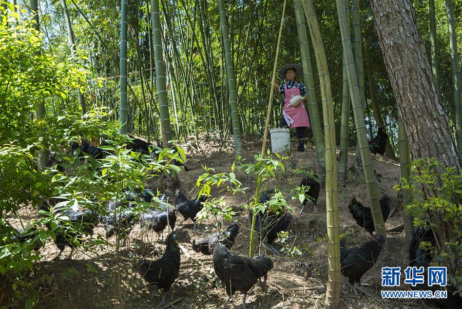 （新華全媒頭條&middot;圖文互動）（2）赤水：別了，貧困！