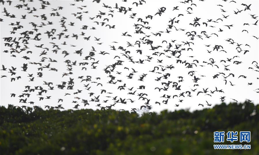 （圖文互動）（3）十年樹木、紅樹成林&mdash;&mdash;&ldquo;海上森林&rdquo;回歸記