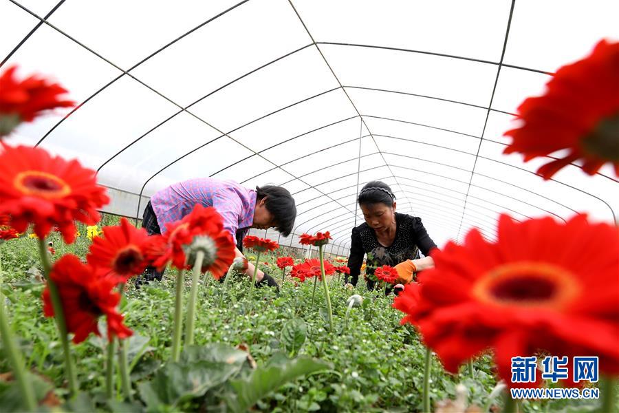 #（環境）（4）春來花盛開