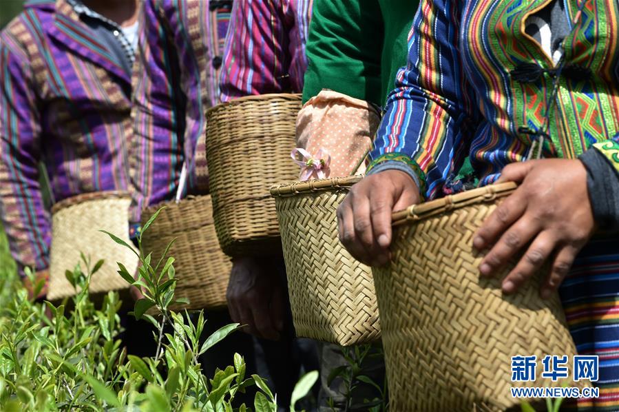 （經濟）（7） 西藏墨脫：茶業變成致富&ldquo;金葉&rdquo;