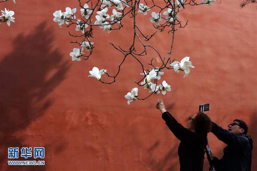 (在習近平新時代中國特色社會主義思想指引下——新時代新氣象新作為·新華全媒頭條·圖文互動)(1)最濃是這中國紅——北京市西城區弘揚紅墻意識深化改革發展紀實