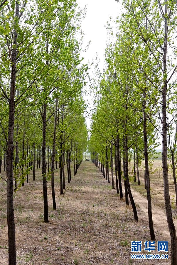 （在習近平新時代中國特色社會主義思想指引下&mdash;&mdash;新時代新氣象新作為&middot;圖文互動）（6）河南民權：三代造林人接力68年播綠黃河故道