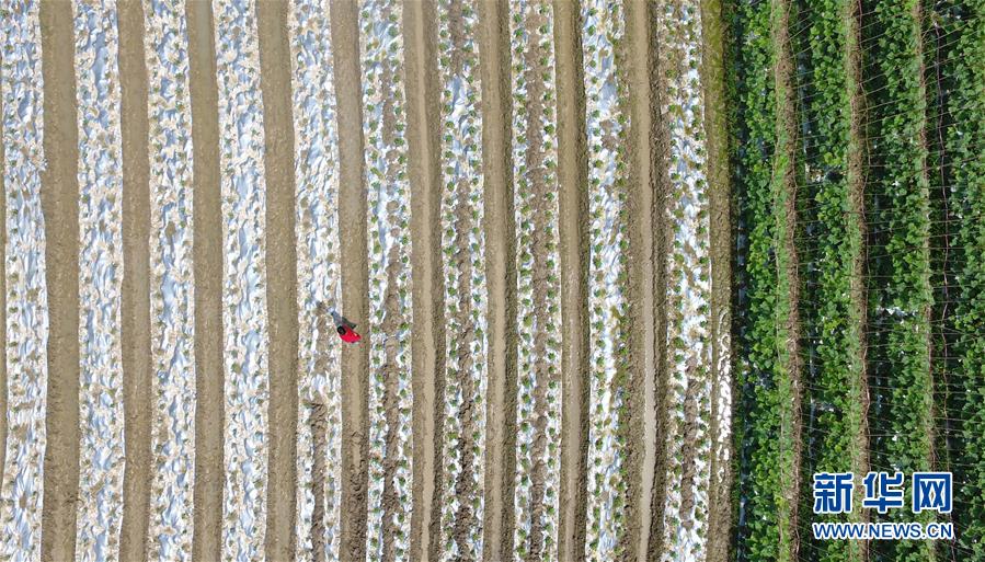 #（社會）（3）暮春農忙