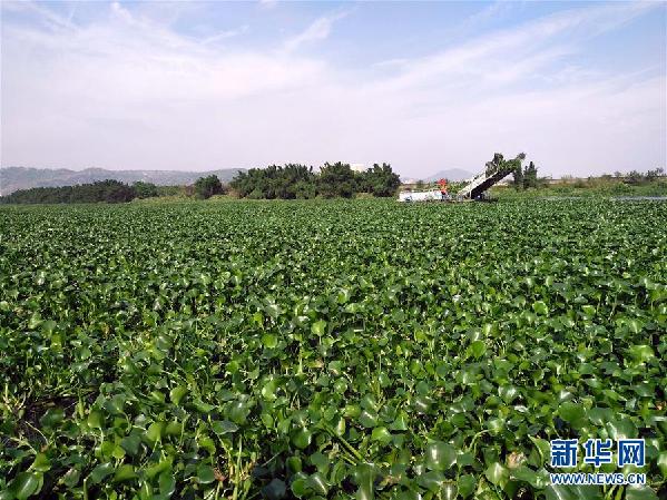 （圖文互動(dòng)）（4）&ldquo;白練&rdquo;變&ldquo;黑龍&rdquo;，江河變&ldquo;草原&rdquo;－－粵東母親河為何污染20多年難治理？