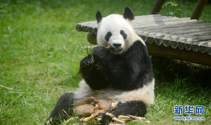 #（社會）（3）大熊貓&ldquo;瑛美&rdquo;告別揚州回家鄉四川