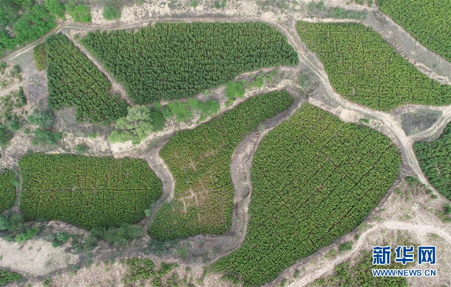 （壯闊東方潮 奮進(jìn)新時代&mdash;&mdash;慶祝改革開放40年）（5）退耕還林20年 延安大地譜新篇