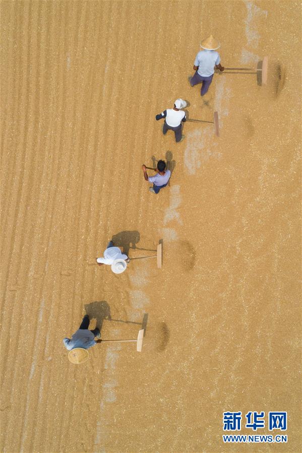 #（經濟）（4）芒種時節麥收忙