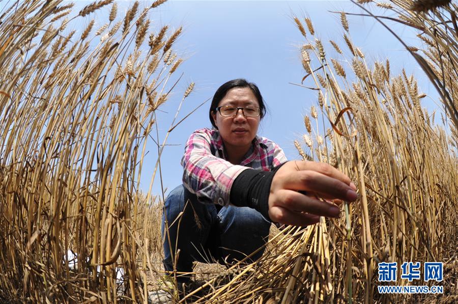 （經濟）（4）把脈&ldquo;渤海糧倉&rdquo;促增產