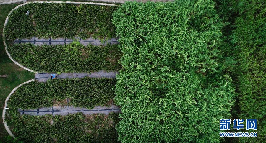 （在習近平新時代中國特色社會主義思想指引下&mdash;&mdash;新時代新作為新篇章&middot;圖文互動）（3）稀奇！治污濕地成了休閑公園&mdash;&mdash;江蘇蘇州全域推進農村生活污水治理