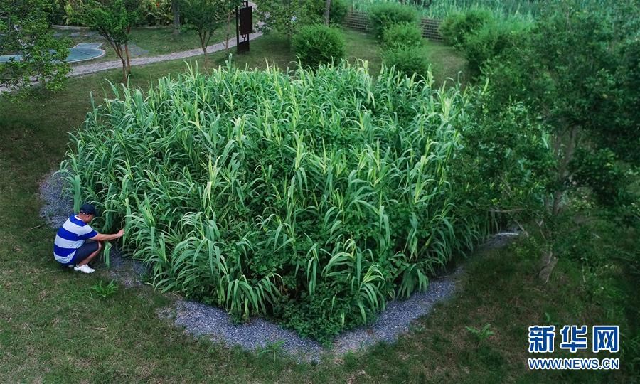 （在習近平新時代中國特色社會主義思想指引下&mdash;&mdash;新時代新作為新篇章&middot;圖文互動）（4）稀奇！治污濕地成了休閑公園&mdash;&mdash;江蘇蘇州全域推進農村生活污水治理