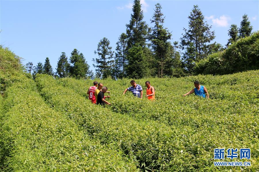 （新華全媒頭條&middot;圖文互動）（1）安吉白茶奔向扶貧一線&mdash;&mdash;浙江黃杜村農民黨員先富幫后富向貧困地區捐贈&ldquo;扶貧苗&rdquo;