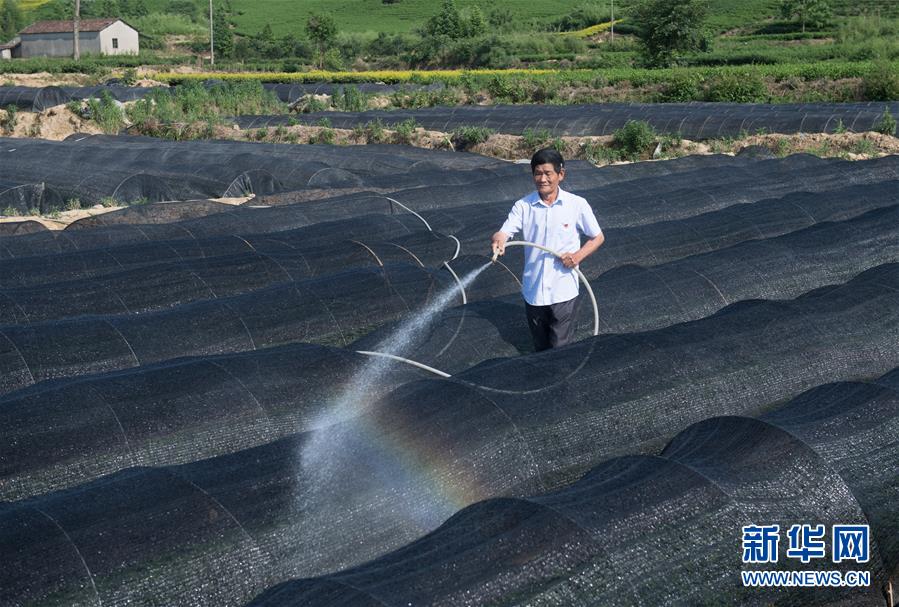 （新華全媒頭條&middot;圖文互動）（6）安吉白茶奔向扶貧一線&mdash;&mdash;浙江黃杜村農民黨員先富幫后富向貧困地區捐贈&ldquo;扶貧苗&rdquo;