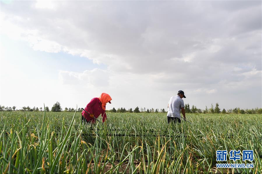 （新華全媒頭條&middot;在習近平新時代中國特色社會主義思想指引下&mdash;&mdash;新時代新作為新篇章&middot;圖文互動）（3）綠富同興畫卷在沙海中鋪展&mdash;&mdash;庫布其沙漠生態治理紀實