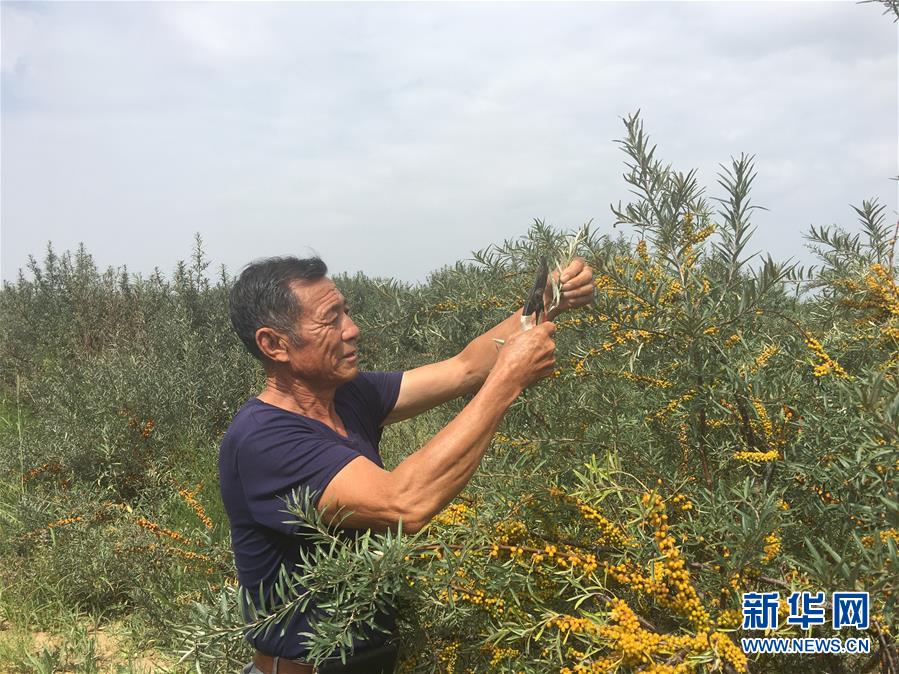 （新華全媒頭條&middot;在習近平新時代中國特色社會主義思想指引下&mdash;&mdash;新時代新作為新篇章&middot;圖文互動）（9）綠富同興畫卷在沙海中鋪展&mdash;&mdash;庫布其沙漠生態治理紀實