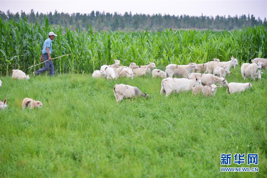 （在習近平新時代中國特色社會主義思想指引下&mdash;&mdash;新時代新作為新篇章&middot;圖文互動）（3）庫布其競相演繹&ldquo;點沙成金&rdquo;傳奇