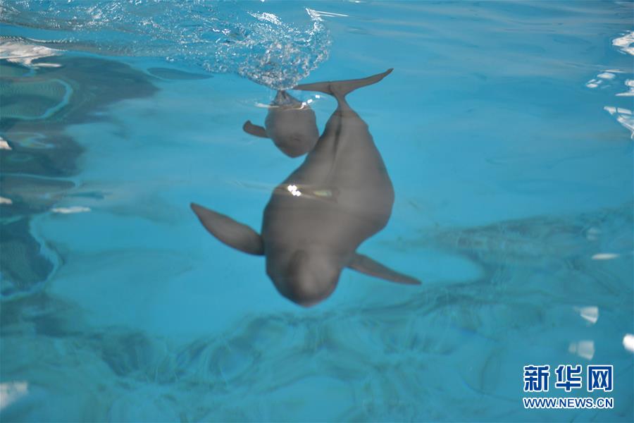 （圖文互動(dòng)）（2）從消失的白鱀豚到人工繁殖江豚&mdash;&mdash;三個(gè)故事見證長江生態(tài)保護(hù)變遷