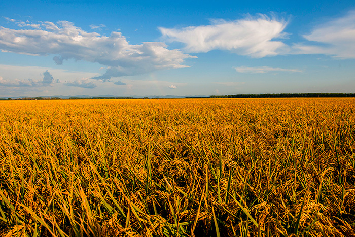 秋收的中國，你想象不到的美！但更美的是&hellip;&hellip;