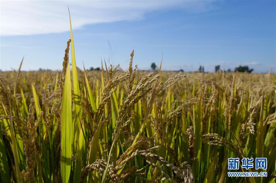 （豐收的味道&middot;圖文互動）（2）產糧大縣的&ldquo;豐收表情&rdquo;&mdash;&mdash;吉林水稻主產區輝南走訪見聞