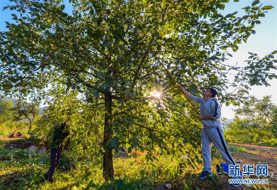 （在習(xí)近平新時(shí)代中國(guó)特色社會(huì)主義思想指引下&mdash;&mdash;新時(shí)代新作為新篇章&middot;鄉(xiāng)村振興戰(zhàn)略&middot;圖文互動(dòng)）（1）&ldquo;小山貨&rdquo;成為&ldquo;黃金果&rdquo;&mdash;&mdash;河北涉縣山核桃&ldquo;抱團(tuán)發(fā)展&rdquo;贏市場(chǎng)