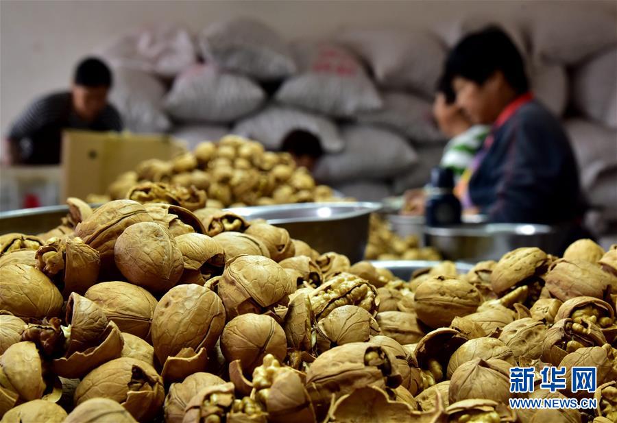 （在習(xí)近平新時(shí)代中國(guó)特色社會(huì)主義思想指引下&mdash;&mdash;新時(shí)代新作為新篇章&middot;鄉(xiāng)村振興戰(zhàn)略&middot;圖文互動(dòng)）（3）&ldquo;小山貨&rdquo;成為&ldquo;黃金果&rdquo;&mdash;&mdash;河北涉縣山核桃&ldquo;抱團(tuán)發(fā)展&rdquo;贏市場(chǎng)