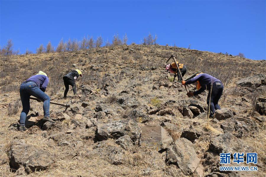 （新華全媒頭條&middot;圖文互動(dòng)）（8）那一抹綠色，走進(jìn)越來(lái)越多人心里&mdash;&mdash;河北塞罕壩續(xù)寫新時(shí)代綠色傳奇