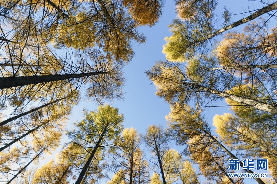 （新華全媒頭條&middot;圖文互動(dòng)）（9）那一抹綠色，走進(jìn)越來(lái)越多人心里&mdash;&mdash;河北塞罕壩續(xù)寫新時(shí)代綠色傳奇