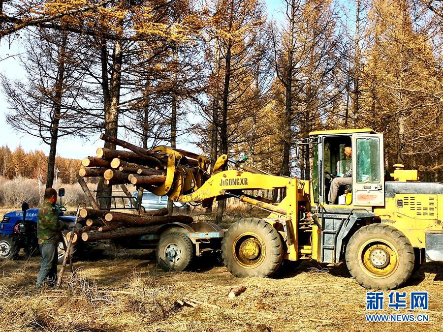 （新華全媒頭條&middot;圖文互動(dòng)）（7）那一抹綠色，走進(jìn)越來(lái)越多人心里&mdash;&mdash;河北塞罕壩續(xù)寫新時(shí)代綠色傳奇