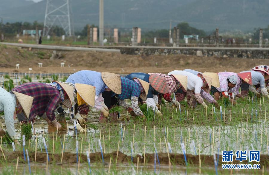 （百城百縣百企調研行&middot;圖文互動）（4）海南農墾：農業&ldquo;國家隊&rdquo;打贏改革&ldquo;翻身仗&rdquo;