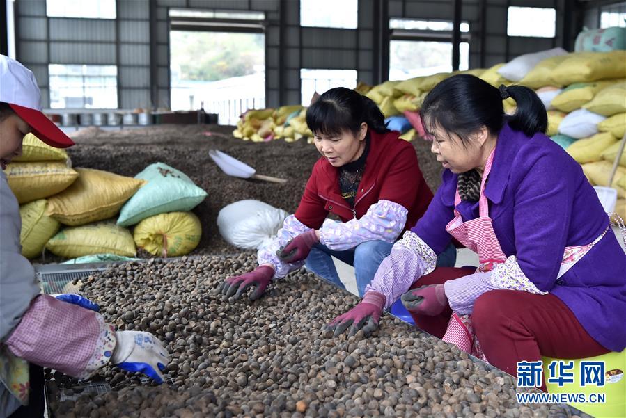 （圖文互動）（1）大山深處的&ldquo;生態經濟&rdquo; 