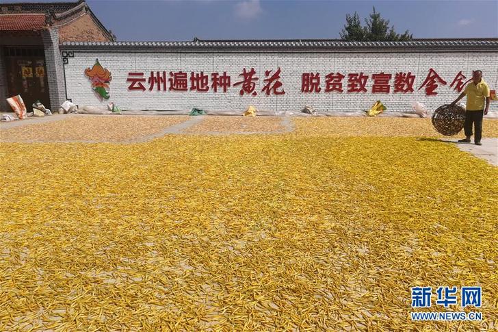 （在習(xí)近平新時(shí)代中國特色社會(huì)主義思想指引下&mdash;&mdash;新時(shí)代新作為新篇章&middot;鄉(xiāng)村振興戰(zhàn)略&middot;圖文互動(dòng)）（2）一株忘憂草，萬家喜眉梢&mdash;&mdash;山西省大同市云州區(qū)黃花產(chǎn)業(yè)扶貧觀察