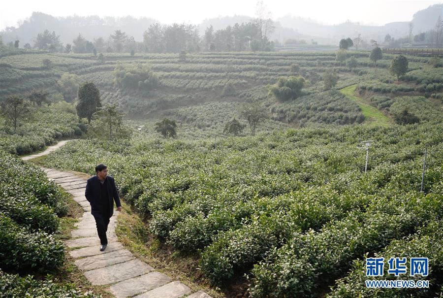 (在習近平新時代中國特色社會主義思想指引下——新時代新作為新篇章·鄉(xiāng)村振興戰(zhàn)略·圖文互動)(1)老支書王興強的新“茶事”