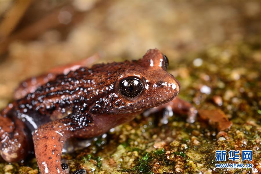 （圖文互動）（2）云南高黎貢山發(fā)現兩棲動物新種&ldquo;騰沖齒突蟾&rdquo;