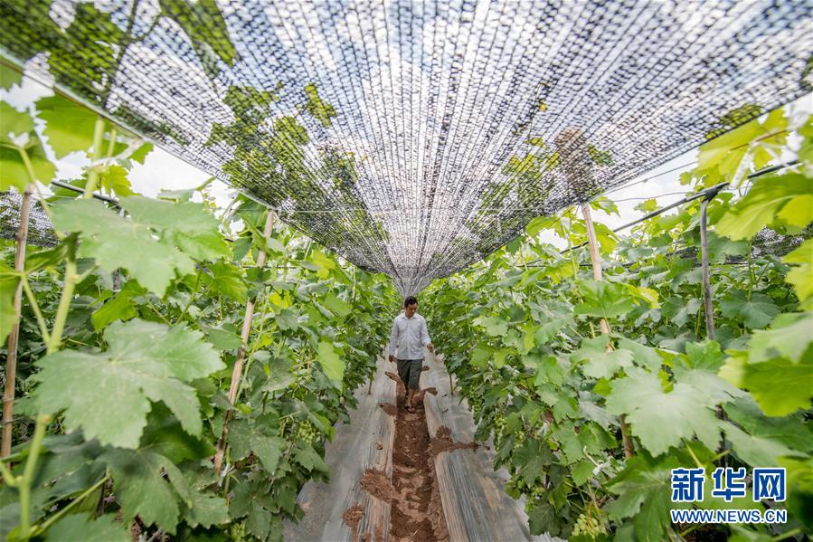 （在習(xí)近平新時代中國特色社會主義思想指引下&mdash;&mdash;新時代新作為新篇章&middot;圖文互動）（2）紅土高原上掀起&ldquo;綠色旋風(fēng)&rdquo; 