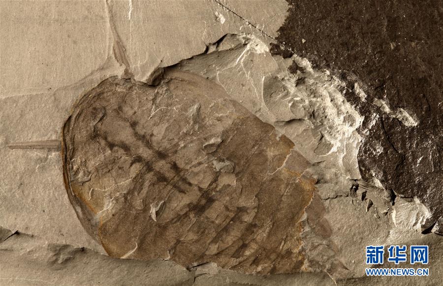 （新華全媒頭條&middot;圖文互動）（10）探尋5億年前&ldquo;生命大爆炸&rdquo;之奧秘&mdash;&mdash;中國科學家發現寒武紀&ldquo;化石寶庫&rdquo;清江生物群紀實