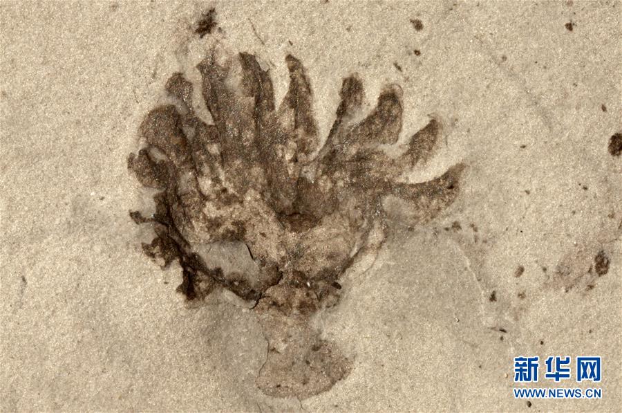 （新華全媒頭條&middot;圖文互動）（9）探尋5億年前&ldquo;生命大爆炸&rdquo;之奧秘&mdash;&mdash;中國科學家發現寒武紀&ldquo;化石寶庫&rdquo;清江生物群紀實