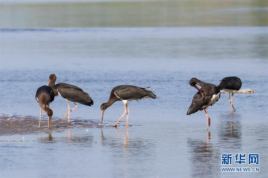 （生態文明建設&middot;圖文互動）（5）從亂河灘到&ldquo;鳥的天堂&rdquo;&mdash;&mdash;一名攝影師鏡頭里的&ldquo;生態變奏曲&rdquo;