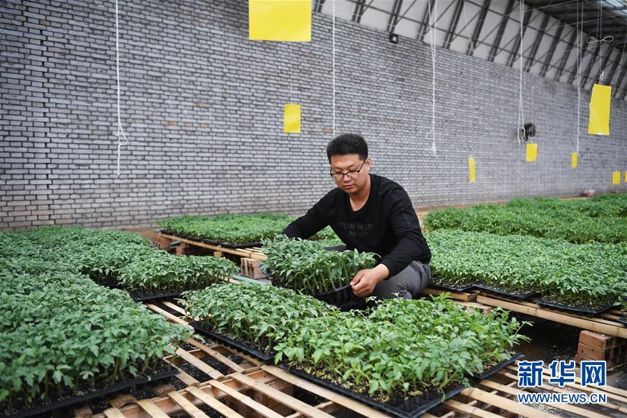 (在習近平新時代中國特色社會主義思想指引下——新時代新作為新篇章·圖文互動)(8)在綠色田野上書寫青春答卷——幾位“新農民”的返鄉創業故事