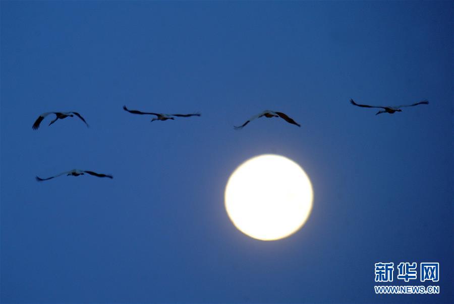 （北京世園會&middot;圖文互動）（1）吉林分區(qū)域推進(jìn)生態(tài)保護(hù) 讓綠色發(fā)展底氣更足