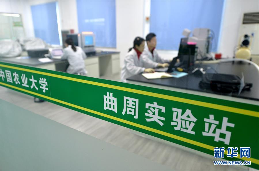 (新華全媒頭條·愛國情 奮斗者·圖文互動)(10)把論文寫在祖國的大地上——中國農業(yè)大學46年扎根河北曲周服務鄉(xiāng)村振興紀實